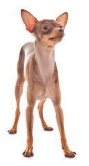 Obraz premium The Italian Greyhound in the game