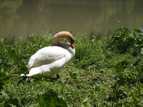 CIGNO SUL LAGO