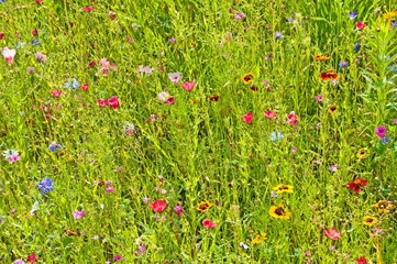 Wildblumenwiese