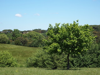 Obraz premium PAESAGGIO MEDITERRANEO N°2