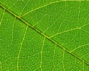leaf
