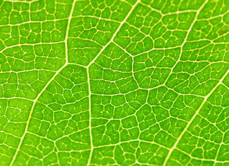 leaf