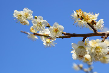 Japanese plum blossoms