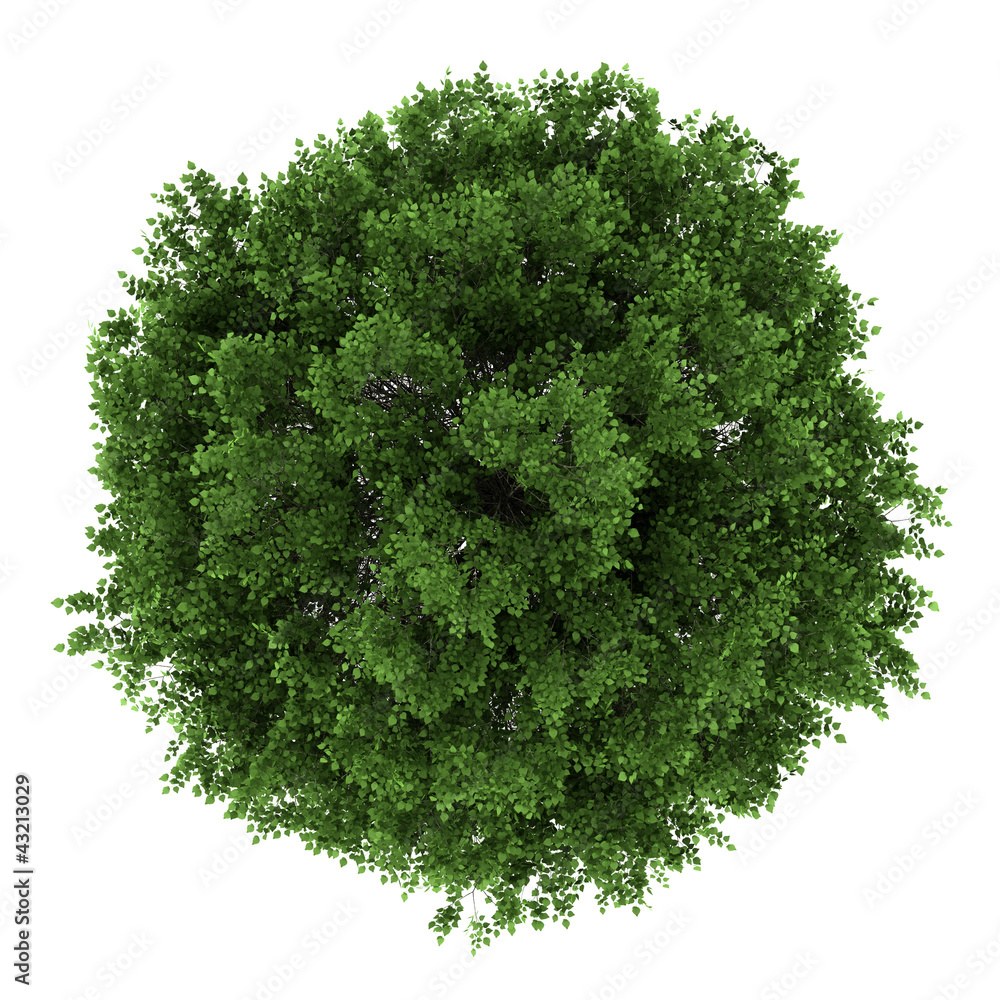 Wall mural top view of small-leaved lime tree isolated on white background