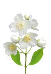Fototapeta na wymiar piękne kwiaty jaśminu z liśćmi samodzielnie na białym tle
