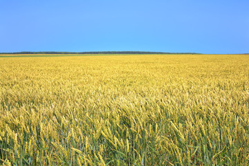 Wheat field