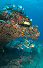 Naklejka na ściany i meble Fish hovering over and under a reef ledge.