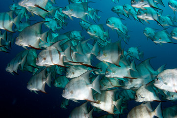 School of Spadefish swimming around in open water.