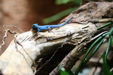 Himmelblauer Zwerggecko