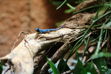 Himmelblauer Zwerggecko