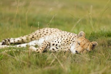Cheetah lying in meadow