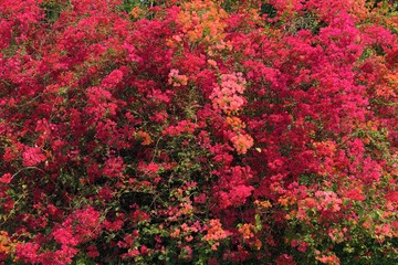 vivid bougainvillea