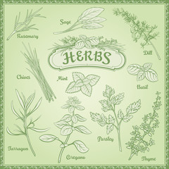 Vector Herbs Set - obrazy, fototapety, plakaty