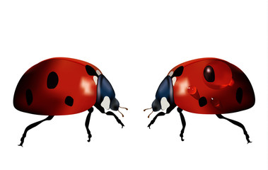 Fototapeta premium Insects isolated on white vector