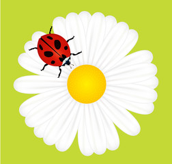 Ladybird on daisy vector seasonal