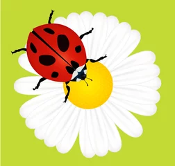 Poster Lieveheersbeestje op madeliefje vector seizoensgebonden © laili