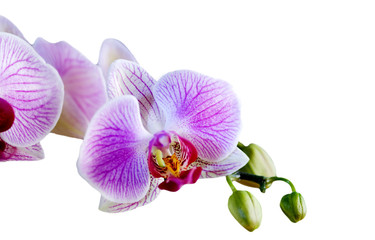Fototapeta na wymiar Phalaenopsis kwiat orchidei