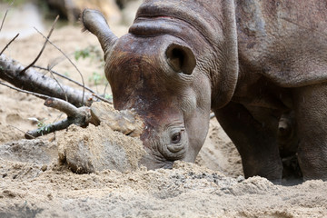 Fototapeta premium Spitzmaulnashorn