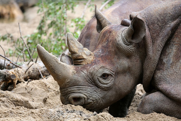 Obraz premium Spitzmaulnashorn