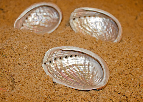 oreilles de mer, ormeaux, &agrave; l'envers sur le sable