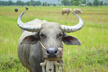 Fototapeta premium asia buffalo in country field of northern thailand