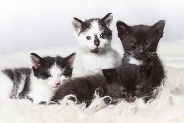 Tired young sibling kittens