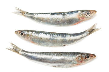 Sardine fish isolated on white