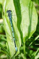 Common Blue Damselfly