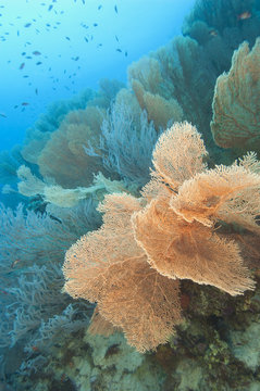 Gorgonian fan corals on a tropical reef