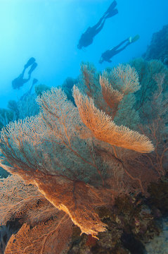 Gorgonian fan coral on a tropical reef