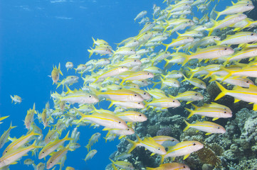 Fototapeta na wymiar Ławica goatfish na tropikalnej rafie