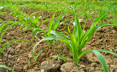 corn plant in farm of thailand southeast asia