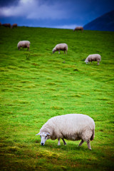 Sheeps on pasture