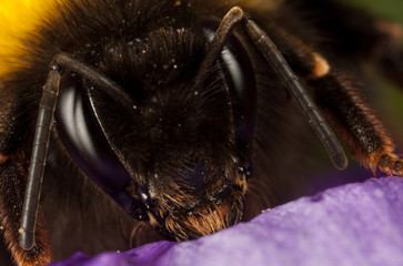 Macro of Bumblebee