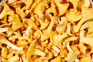 Background from yellow mushrooms chanterelle