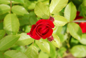Small scarlet rose
