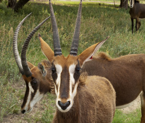 Gemsbok - Antelope Species