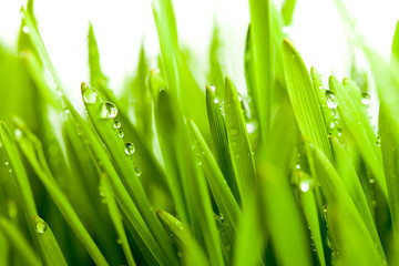 Fototapeta na wymiar Spring green grass isolated on white