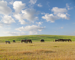 Obraz premium Horses on pasture in summer day