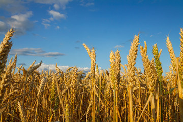 Field of wheat under the blue sky
