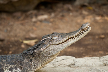 Sleping_crocodile