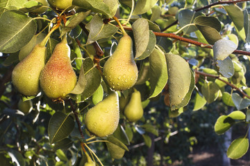 Bunch of Pears