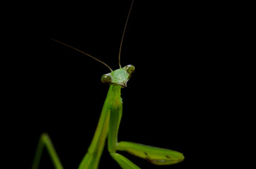 カマキリ