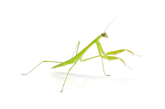 カマキリ