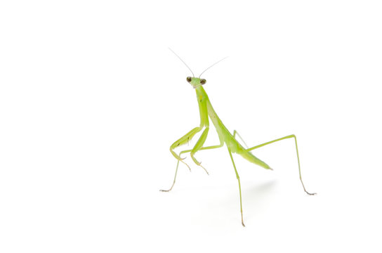 カマキリ
