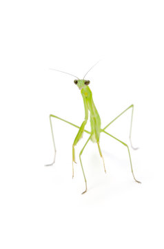 カマキリ