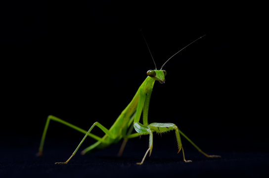 カマキリ