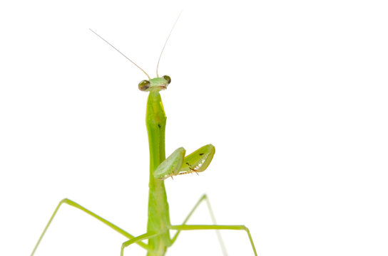 カマキリ