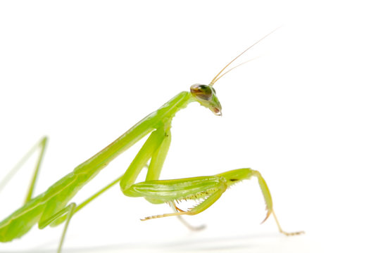 カマキリ