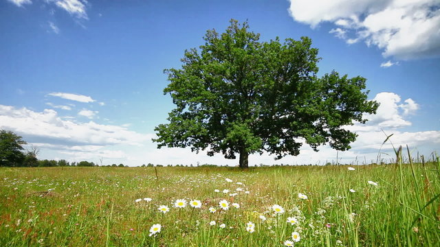 Lone oak tree on a summer meadow